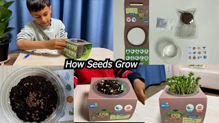 Seeds Germination Process🌱🪴 kids science activity [upl. by Sachi]