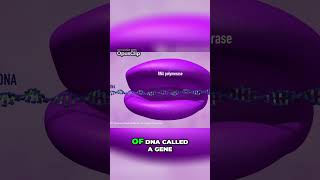 Decoding the Secrets of DNA How Genes Build Proteins [upl. by Ardnekat701]