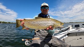 Lake Wendouree Mayfly and Brown Trout [upl. by Eydnarb740]