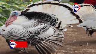 Turkeys fetch triple the income from chicken Farm Magic Deal TV Africa [upl. by Potter]