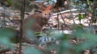 Wallabys and Pademelons deep in the forests on Mount Glorious [upl. by Nowujalo820]