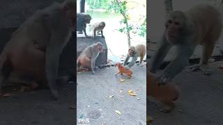 monkey attack a Baby Dog 🐕 shorts youtubeshorts funny dog [upl. by Durwood]