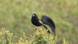 Jacksons Widowbird in Kenya [upl. by Adnat641]