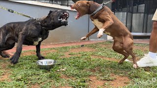 KING FLOKI VS CANE CORSO ‼️ SIAPAKAH P3MEN4NGNYA [upl. by Mauretta216]