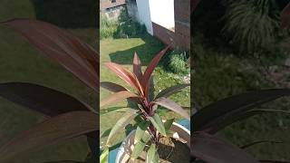 Cordyline Rod Goon Garden [upl. by Ann-Marie]