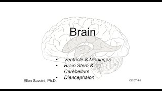 Brain Part 1 BIO 201 Human Anatomy amp Physiology I [upl. by Petras855]