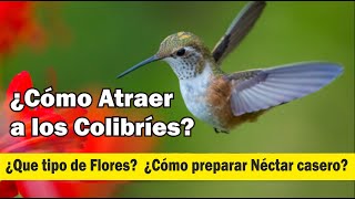 ¿Cómo atraer a los colibries Como hacer que te visiten los colibries [upl. by Temp556]