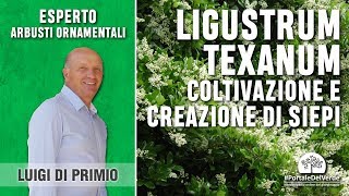 Come creare una bella siepe Con il Ligustrum texanum [upl. by Eirised]