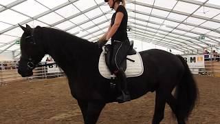 フリージアン・ホースの紹介3 Friesian horse presentation 2019 0503 [upl. by Mila364]