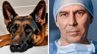 Family Adopts Retired Police Dog – Vet Turns Pale After Taking a Closer Look [upl. by Luby]