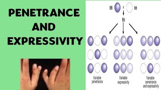 Penetrance and Expressivity  Genetics [upl. by Meehahs693]