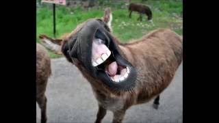 Funny donkey sounds HD [upl. by Sandeep]