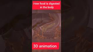 Digestion in Human body howtogetsuccessinlife biology digestion digestivehealth biology [upl. by Wieche27]