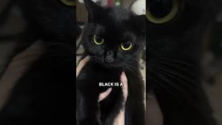 The Truth About Black Cats 🐱✨ [upl. by Beauvais]