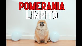 🐶 ¿Cuántas veces se puede BAÑAR a un POMERANIA [upl. by Atihcnoc]