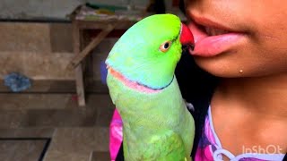 Yeh video Apne parrot ko dikho aur talking sikhao  parrot kaisi talking sikhte hn parrot birds [upl. by Tracee499]