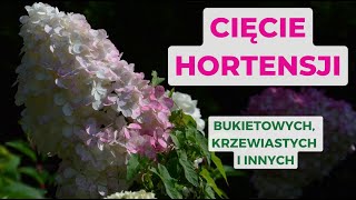 Jak ciąć hortensje Wiosenne cięcie hortensji bukietowej krzewiastej i innych gatunków [upl. by Sunda]