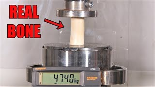 How Strong Is a Bone Hydraulic Press Test [upl. by Querida]