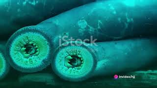 Lamprey The Jawless Fish [upl. by Aidekal673]