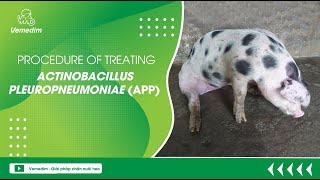 PROCEDURE OF TREATING ACTINOBACILLUS PLEUROPNEUMONIAE APP [upl. by Olfe]