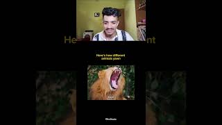 This is how different animals yawn 😲 reaction funny [upl. by Atima]