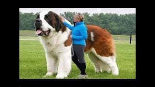 Top 10 Fastest Dog Breeds [upl. by Eicats]