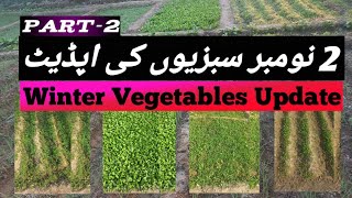 Winter Vegetables Update  How to care winter vegetables wintervegetables viralvideo video [upl. by Burton406]