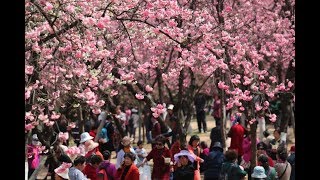 Tourisme floral en Chine [upl. by Aiksa]