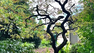 Before and After  First hard prune Japanese laceleaf Maple Acer palmatum dissectum in September [upl. by Aehsan]