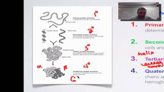 Screencast 2C Part 2  Protein Structure amp Function [upl. by Ennylyak369]