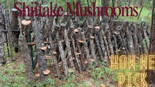 EP 68  Close Up Look at Our Shiitake Mushrooms  How We Pick Them [upl. by Akemal389]