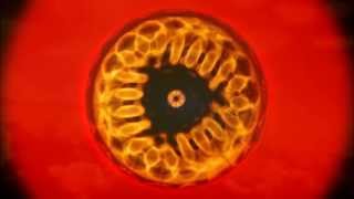 Golden Mean Cymatics [upl. by Stone]