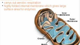 Cell Structure  AS Biology Revision  OCR Unit 111 [upl. by Claus]