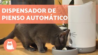 COMEDEROS AUTOMÁTICOS para GATOS 🐱 Ventajas y Cómo funcionan [upl. by Ainud757]