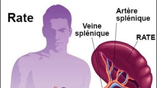 Les Organes Lymphoides  immunologie [upl. by Airdnala631]