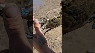 Cangrejo azul invasor 🦀😡 fishing pesca playa beach cangrejo [upl. by Nivrem186]