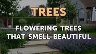 Flowering Trees That Smell Beautiful [upl. by Rossing62]