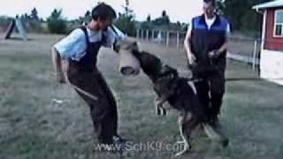 Schutzhund Protection Training [upl. by Geddes]