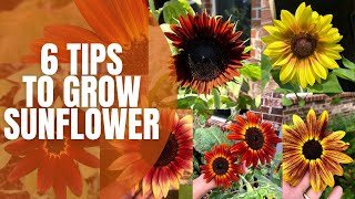 🌻 6 Tips To Grow Sunflowers  How To Grow Sunflowers  Cut Flower Garden [upl. by Christenson]