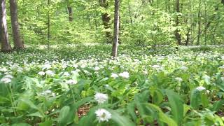 Allium ursinum [upl. by Allebram]