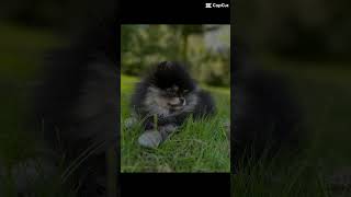 Luka cute cutedog dog puppy funny viral doglover comedy humor happydog [upl. by Enimzaj]