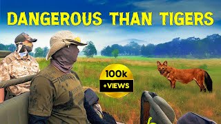 Wild Dog Dhole Encounter in Kanha Tiger Reserve Safari  4K Video Hindi  हिन्दी [upl. by Aienahs]