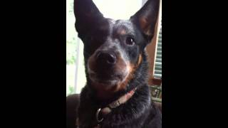 Howling and Shrieking  Cattle Dog Style [upl. by Carmencita]