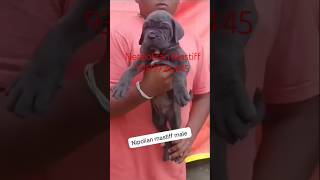 Neo Mastiff Male Puppy Sale India BestDogsDealsIndia [upl. by Jeffry]