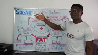 SUGAR  SACAROSE  GLUCOSE  FRUCTOSE  C12 H22 O11 Sugar turns into fat 1000 Subscribers EWO 1 [upl. by Nottnerb]