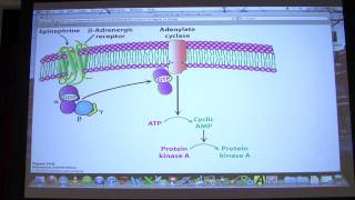 18 Biochemistry Signaling I Lecture for Kevin Aherns BB 450550 [upl. by Ginny]