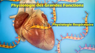 Physiologie respiratoire S5 partie 6  Physiologie des grandes fonctions  Pr Z Chraïbi [upl. by Nangatrad299]