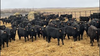 Rod Williams  2024 Black Angus X Weaned Steers Crane Valley SK [upl. by Adiam273]