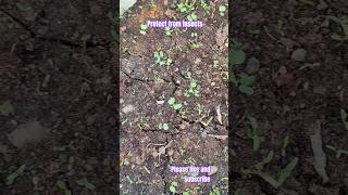 How to protect your plants from insectsyoutubeshorts garden [upl. by Tshombe]