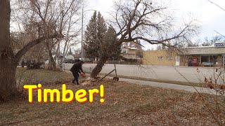 Falling Trees on Main Street Joliet MT  Engels Coach Shop [upl. by Aggi512]